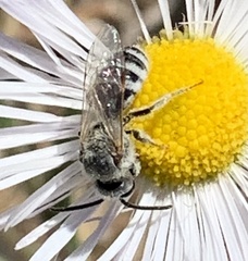 Lasioglossum sisymbrii