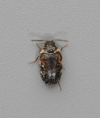 Mycetophagus punctatus
