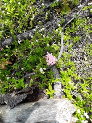 Phlox adsurgens