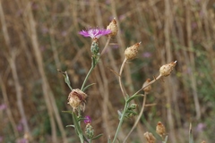 Centaurea diluta