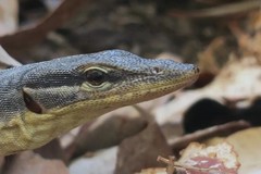 Varanus glauerti