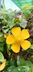 Hypericum formosanum