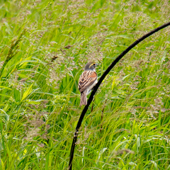 Spiza americana