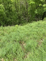 Carex biltmoreana