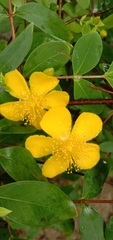 Hypericum formosanum