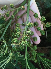 Dasineura rubiformis