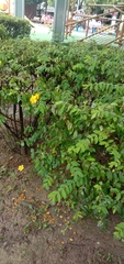 Hypericum formosanum
