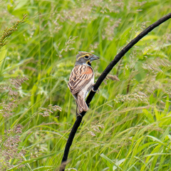 Spiza americana