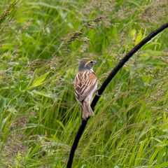Spiza americana