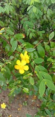 Hypericum formosanum