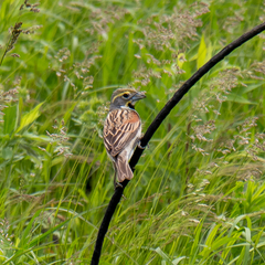 Spiza americana