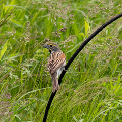 Spiza americana