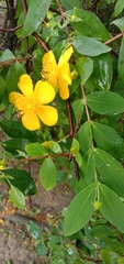 Hypericum formosanum