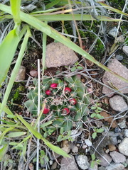 Mammillaria uncinata