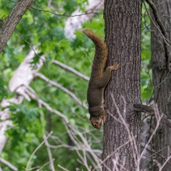 Sciurus niger