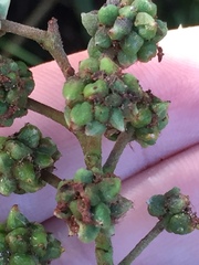 Dasineura rubiformis