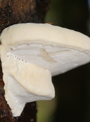 Fomitopsis hemitephra