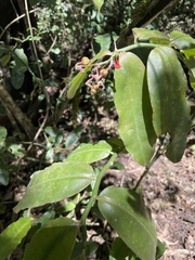 Euphorbia peritropoides