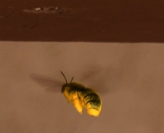 Xylocopa tabaniformis orpifex