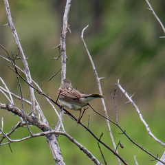 Spiza americana