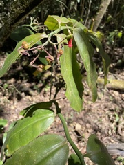 Euphorbia peritropoides