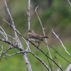 Spiza americana