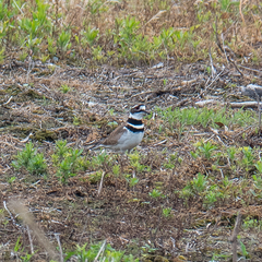 Charadrius vociferus