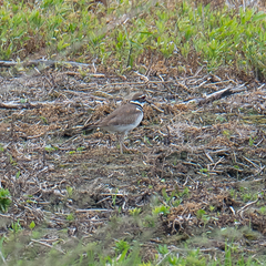 Charadrius vociferus