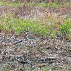 Charadrius vociferus