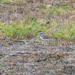 Charadrius vociferus