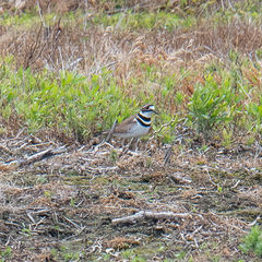 Charadrius vociferus