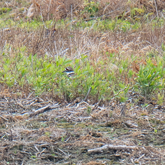 Charadrius vociferus