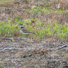Charadrius vociferus