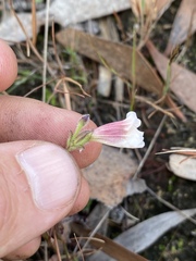 Centranthera cochinchinensis