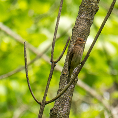 Passerina cyanea
