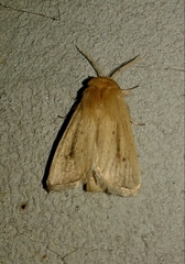 Sesamia nonagrioides