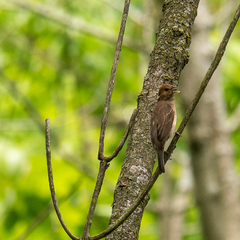 Passerina cyanea