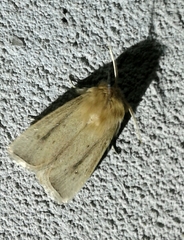 Sesamia nonagrioides