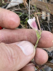 Centranthera cochinchinensis