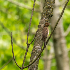 Passerina cyanea