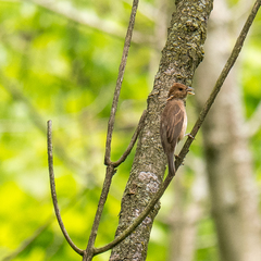 Passerina cyanea