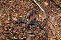Plethodon montanus