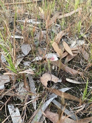 Centranthera cochinchinensis