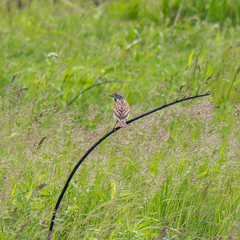 Spiza americana