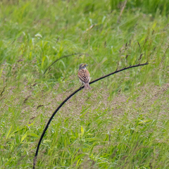Spiza americana
