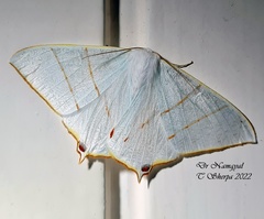 Ourapteryx margaritata