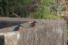 Alcedo atthis