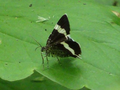White-striped Black