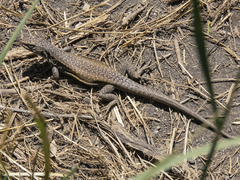 Liolaemus carlosgarini