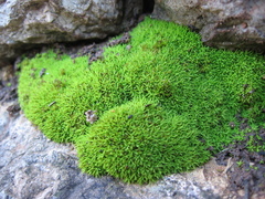 Trichostomum crispulum